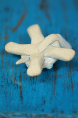 Mrudgandh | Ceramic Turtle Small